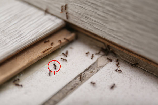 Best Cockroach Control Services  in Denmark, SC