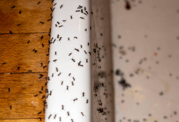 Best Pest Removal Services  in Denmark, SC