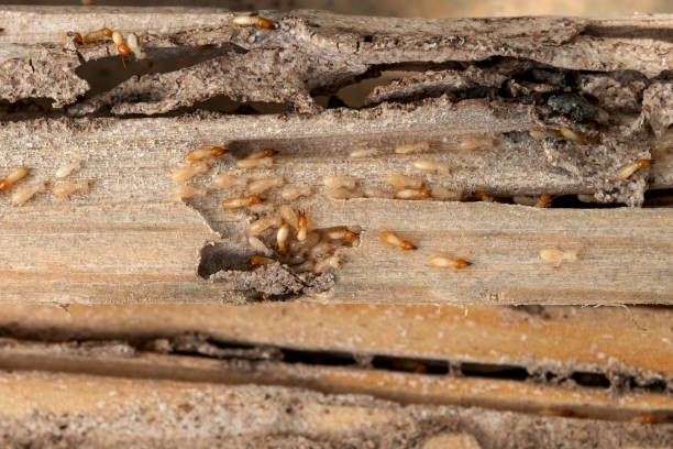 Best Mosquito Control Services  in Denmark, SC